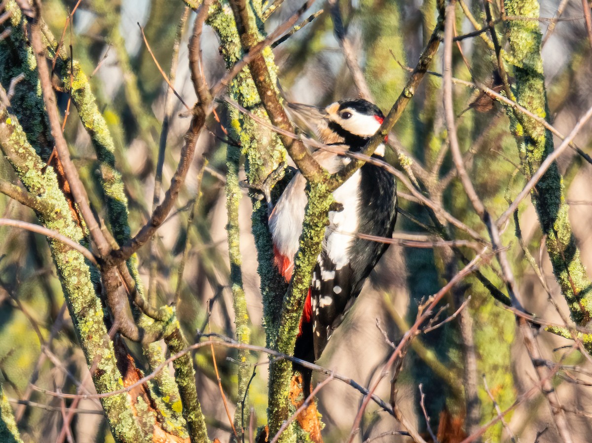 נקר עקוד - ML646105284