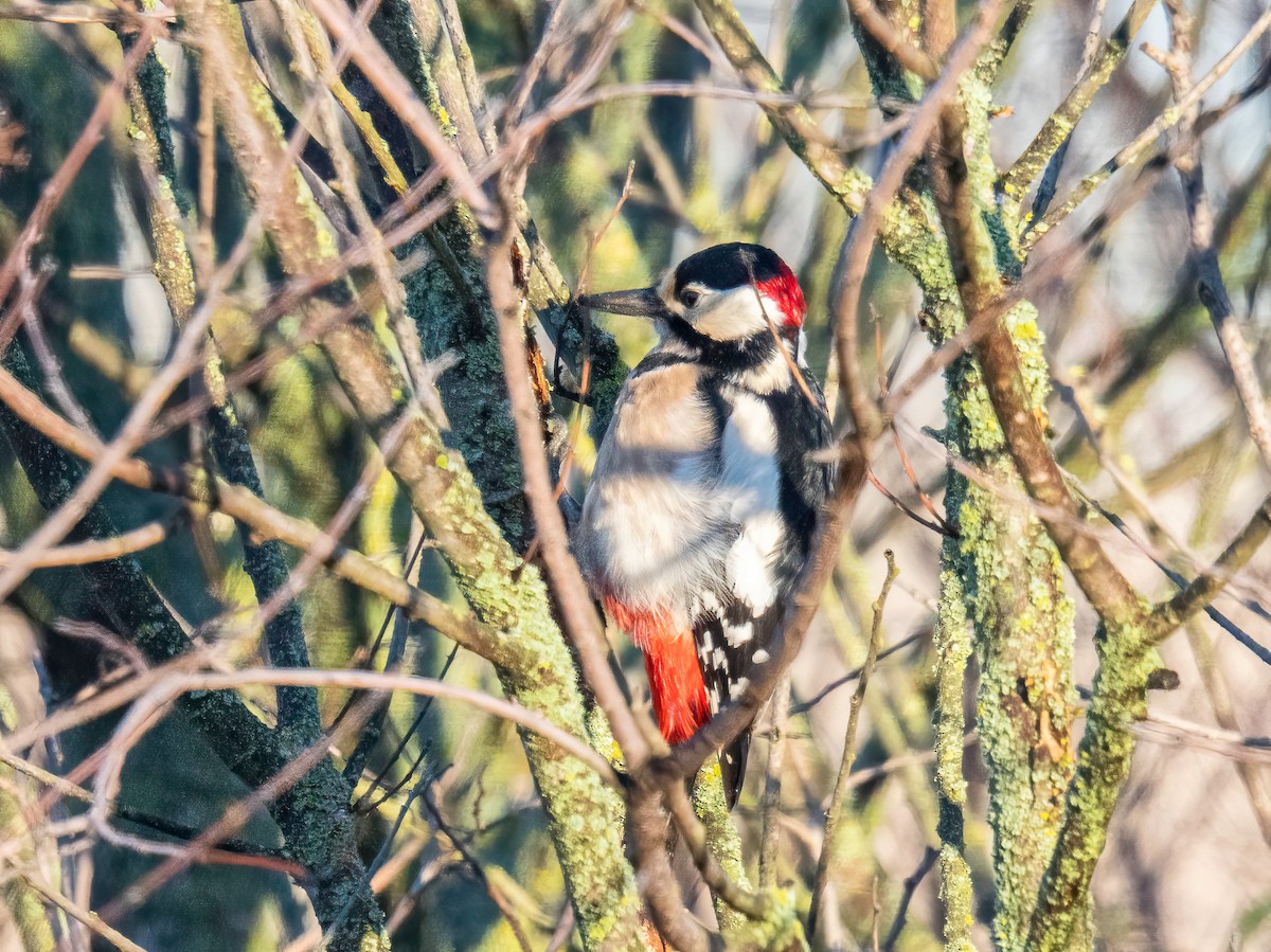 נקר עקוד - ML646105285
