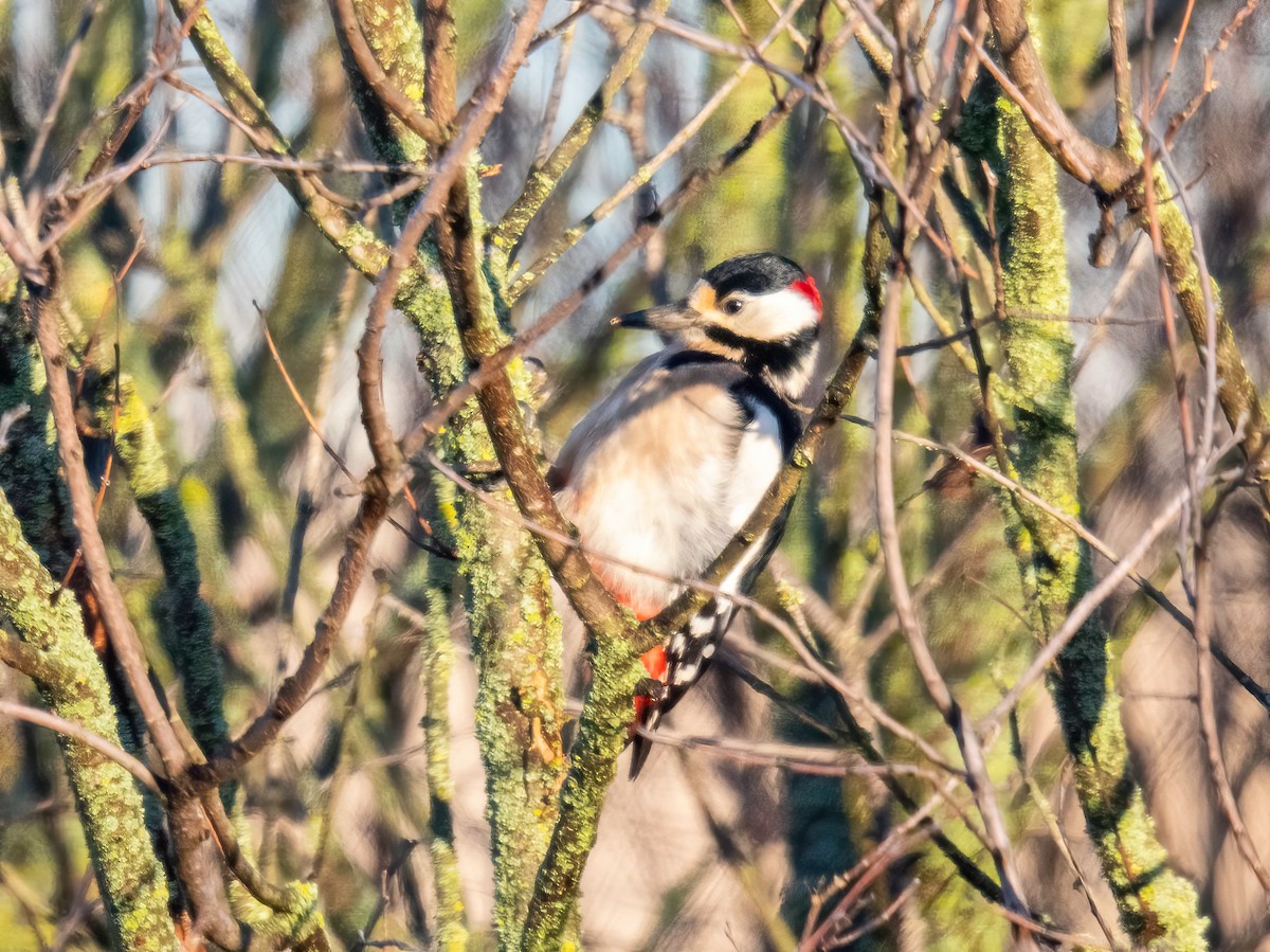 נקר עקוד - ML646105286