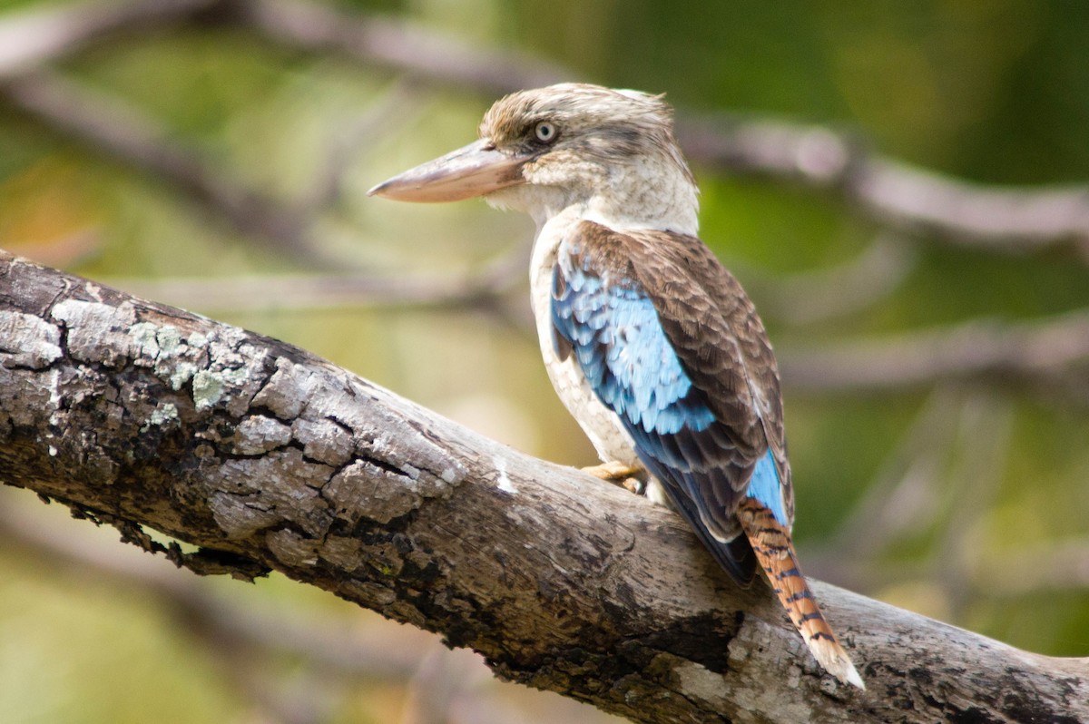 Blue-winged Kookaburra - ML646105287