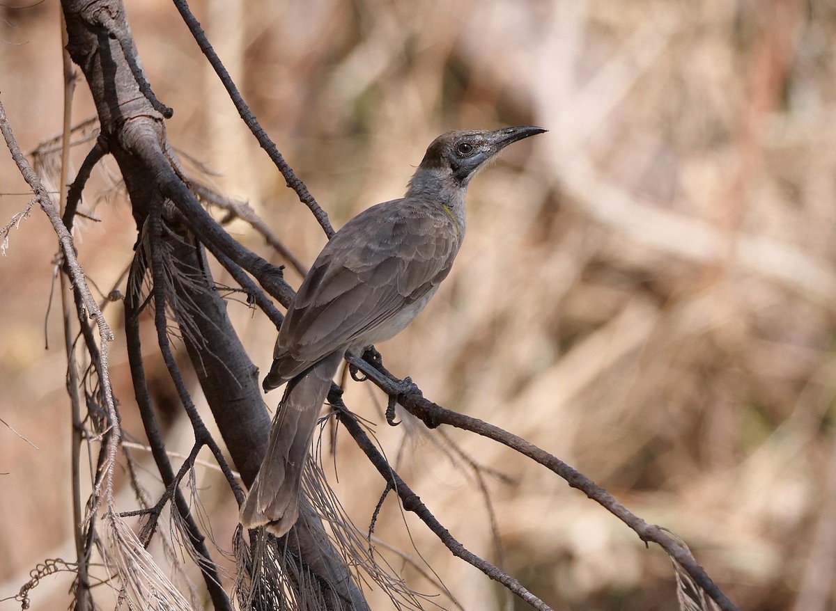 Little Friarbird - ML646105288
