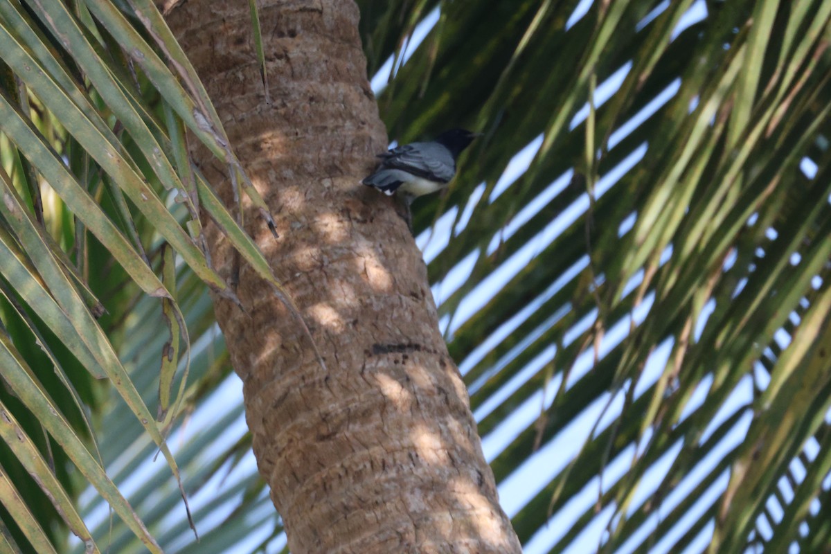 Oruguero Cabecinegro - ML646105289