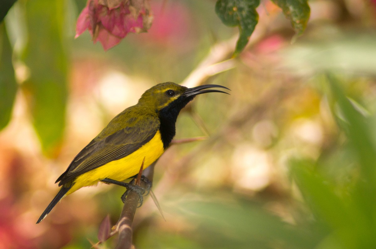 Sahul Sunbird - ML646105331