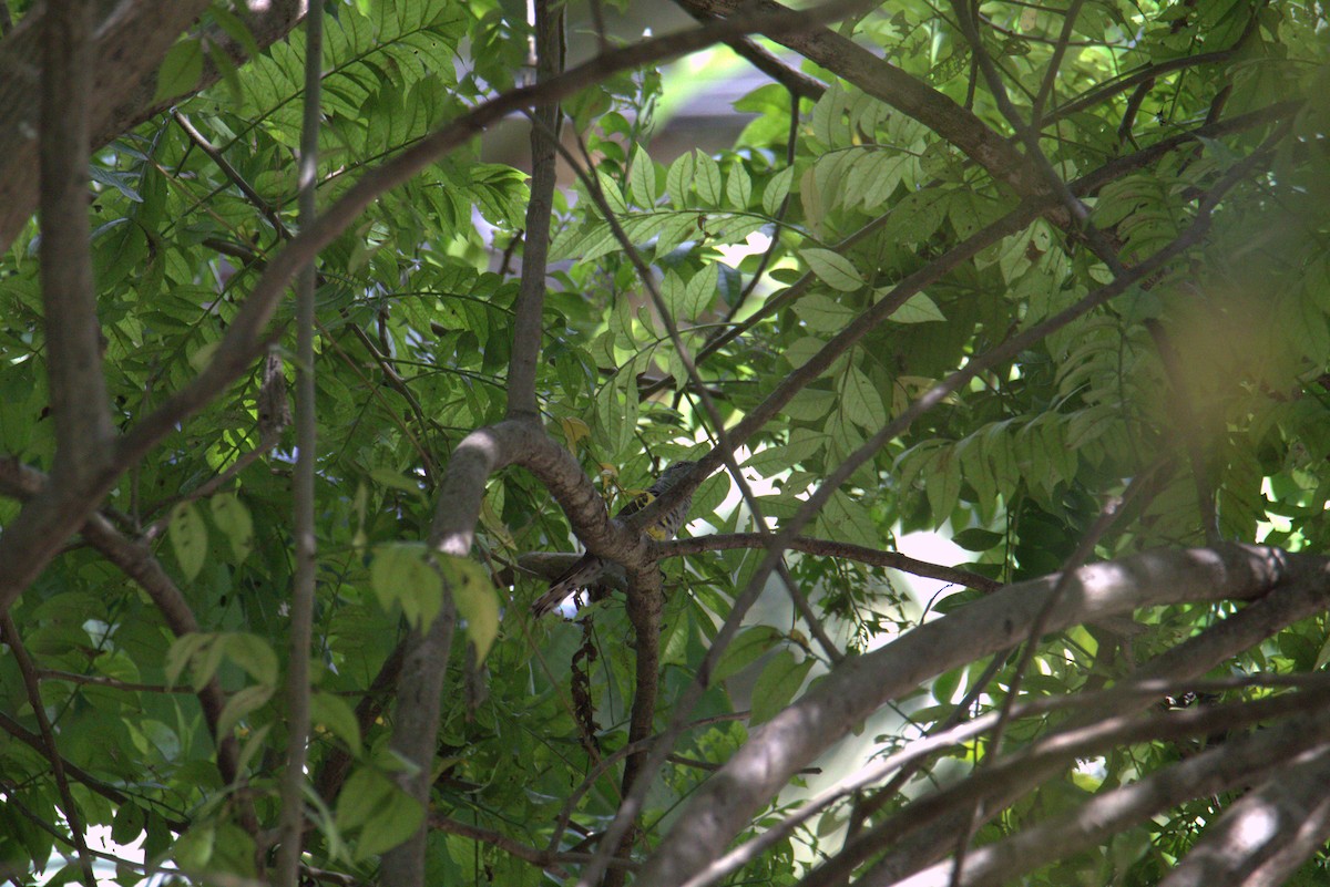 Cuclillo Menudo - ML646105337