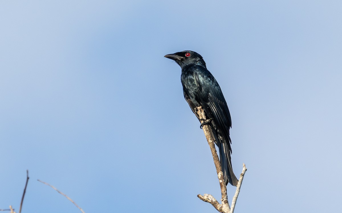 鴉嘴卷尾 - ML646105341