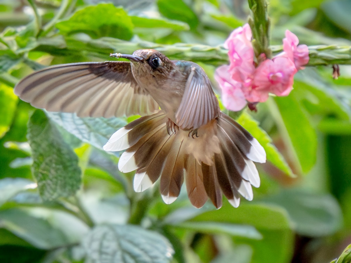 Tolima Blossomcrown - ML646105343