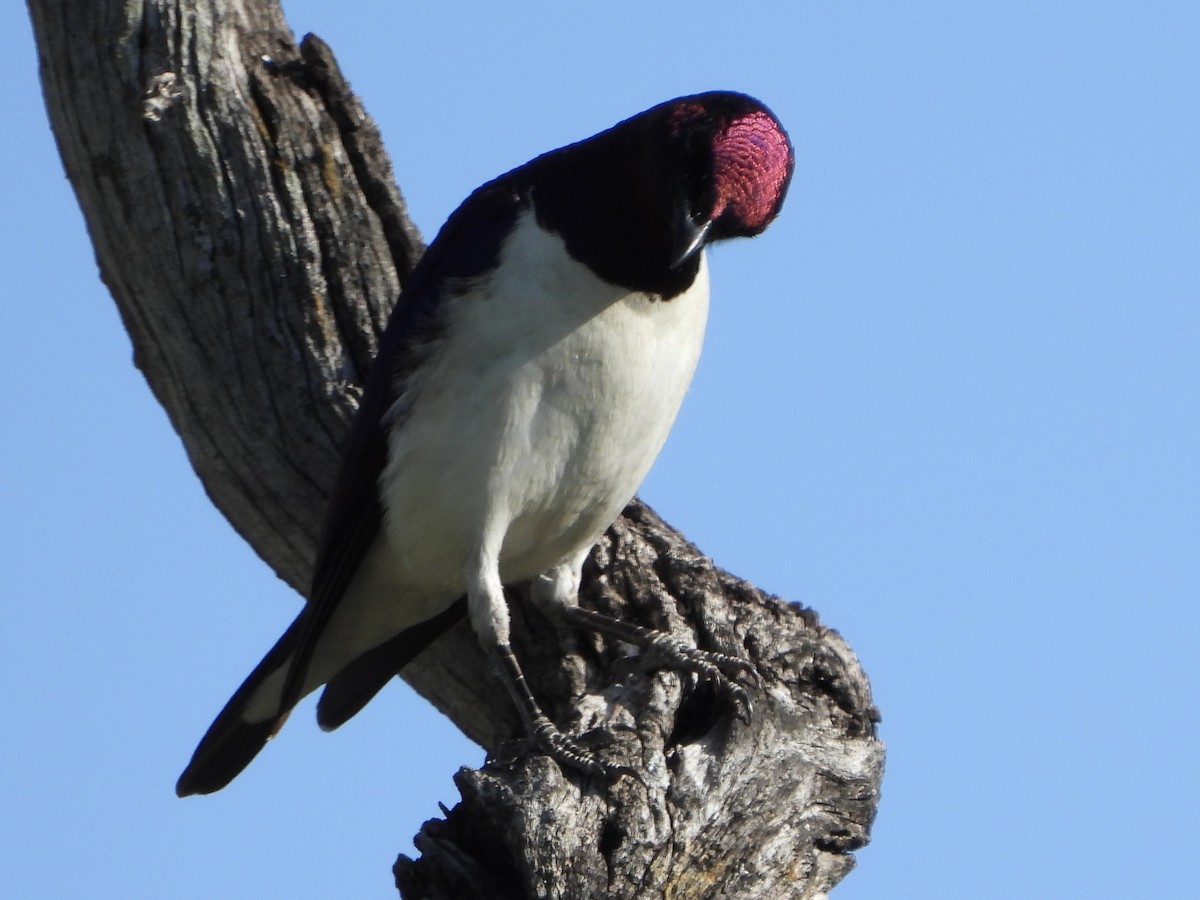 Estornino Amatista - ML646105344