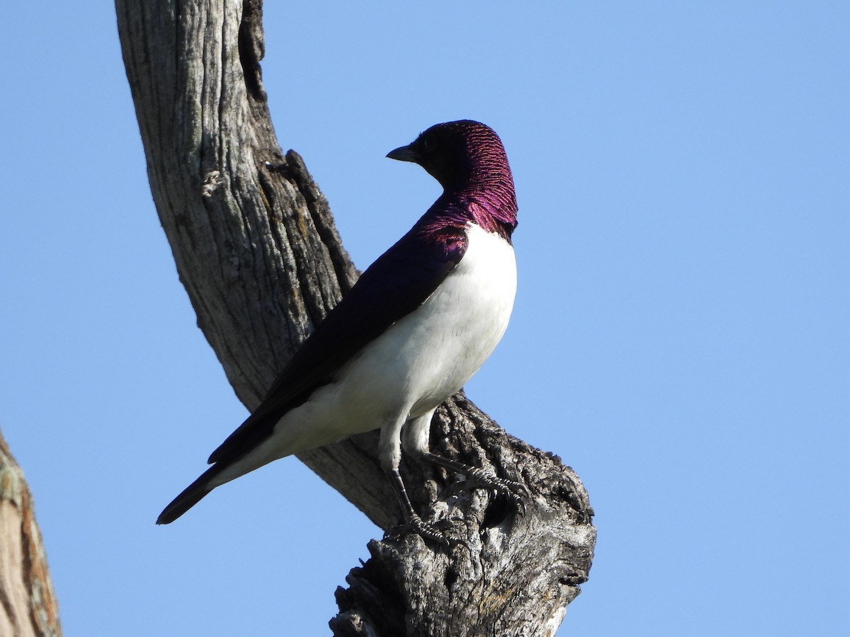 Estornino Amatista - ML646105345