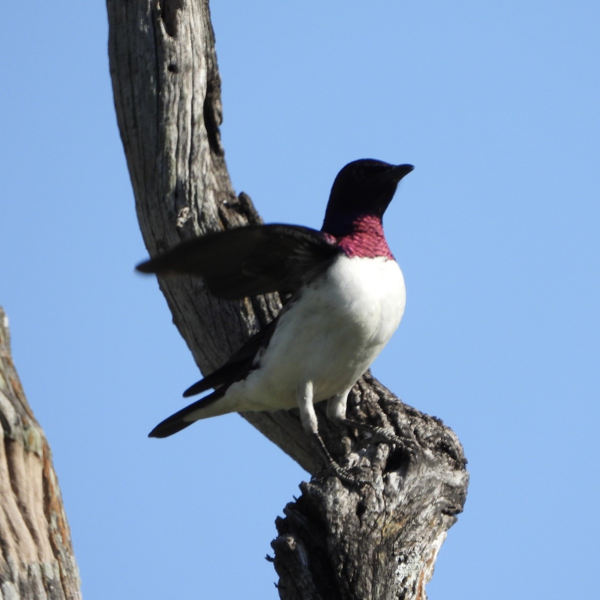 Estornino Amatista - ML646105346