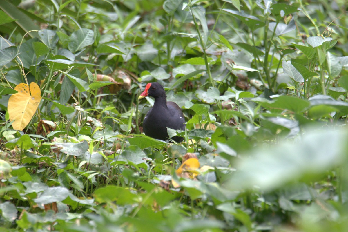 Gallineta Común - ML646105348