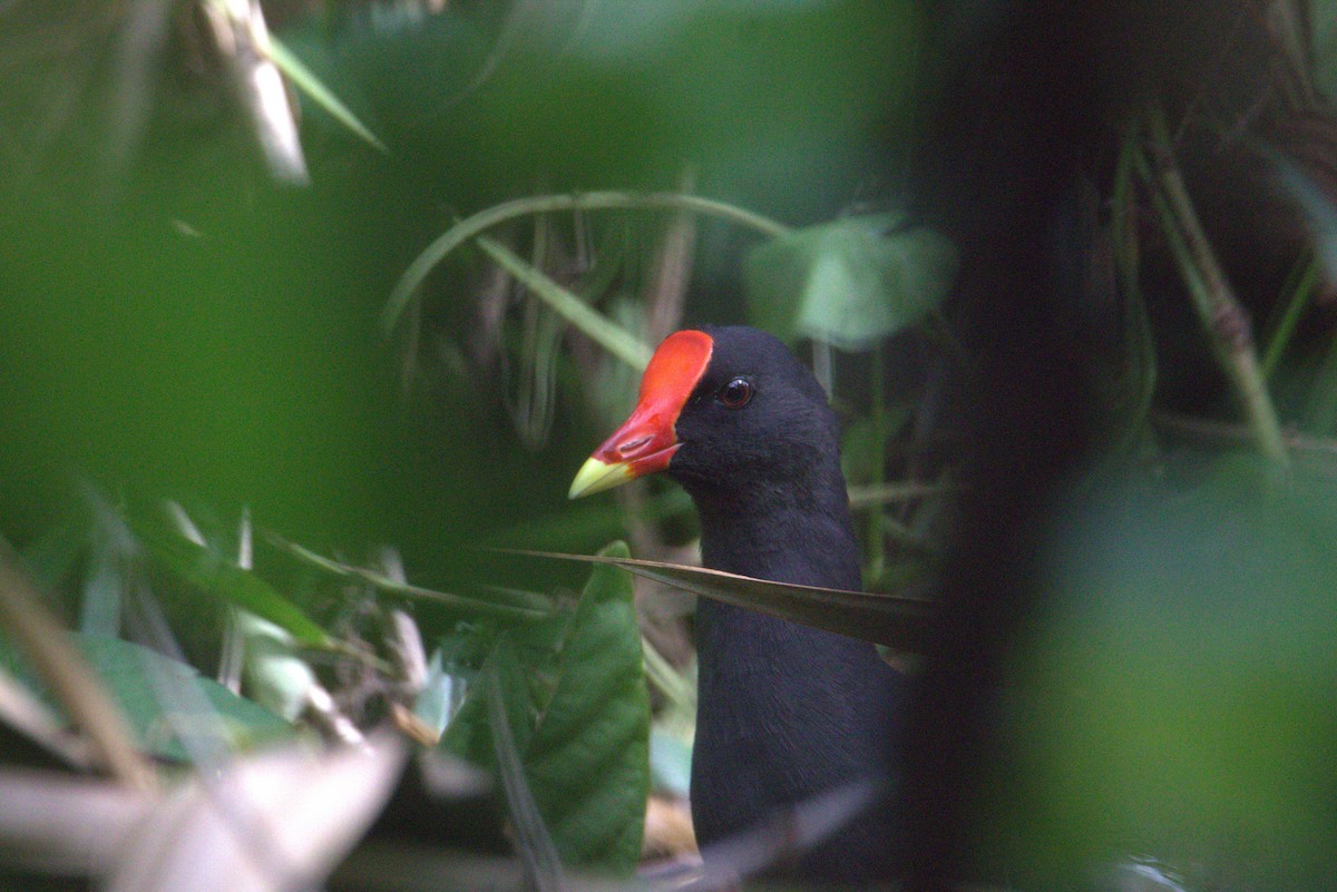 Gallineta Común - ML646105349