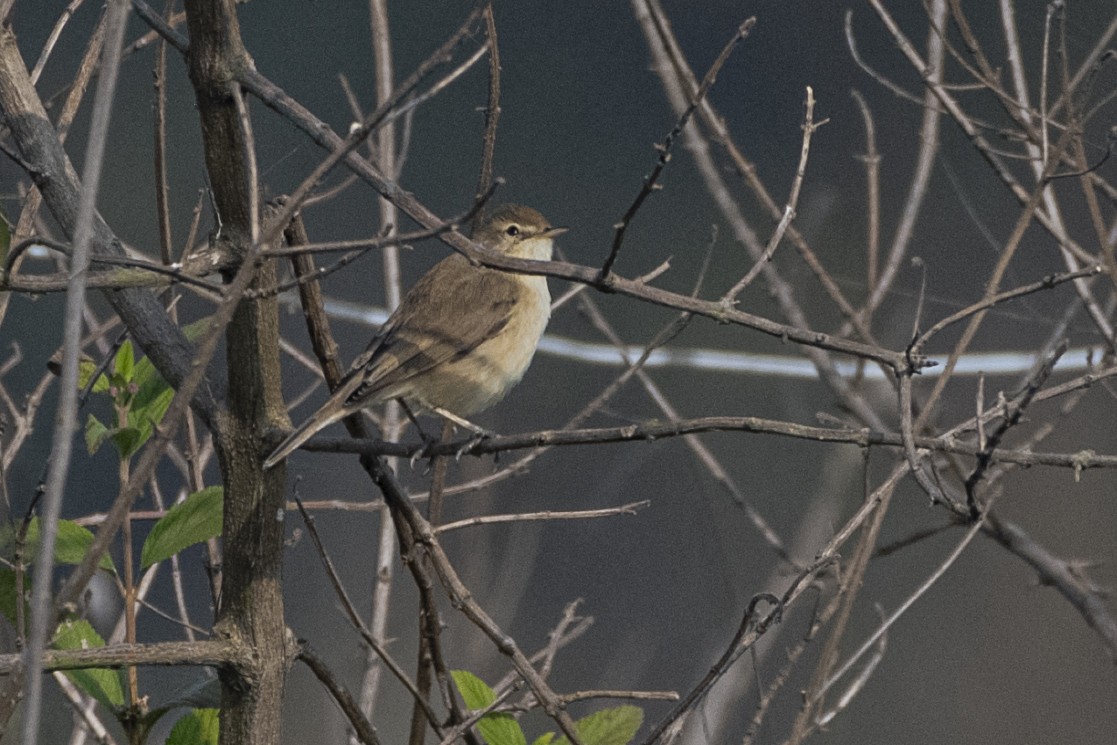 Zarcero Escita - ML646105350