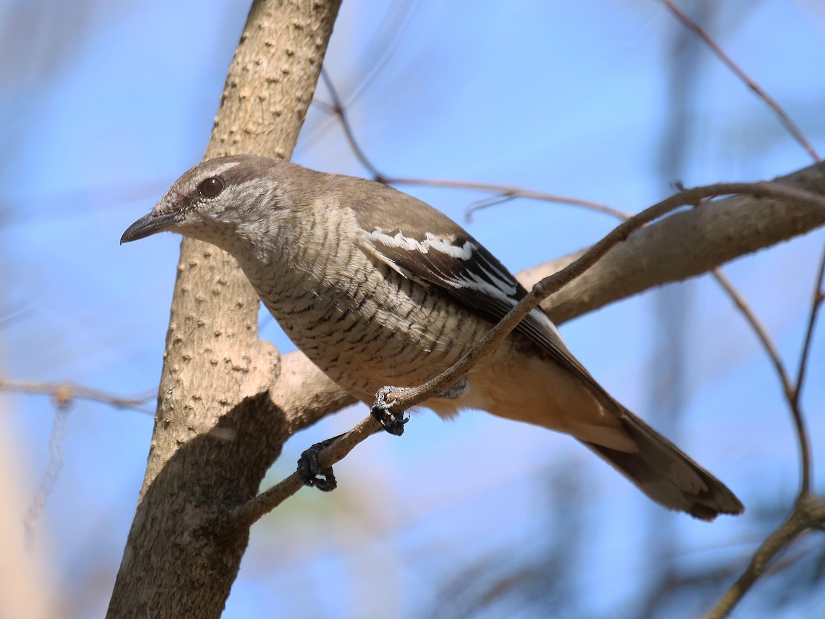 Oruguero Variable - ML646105352