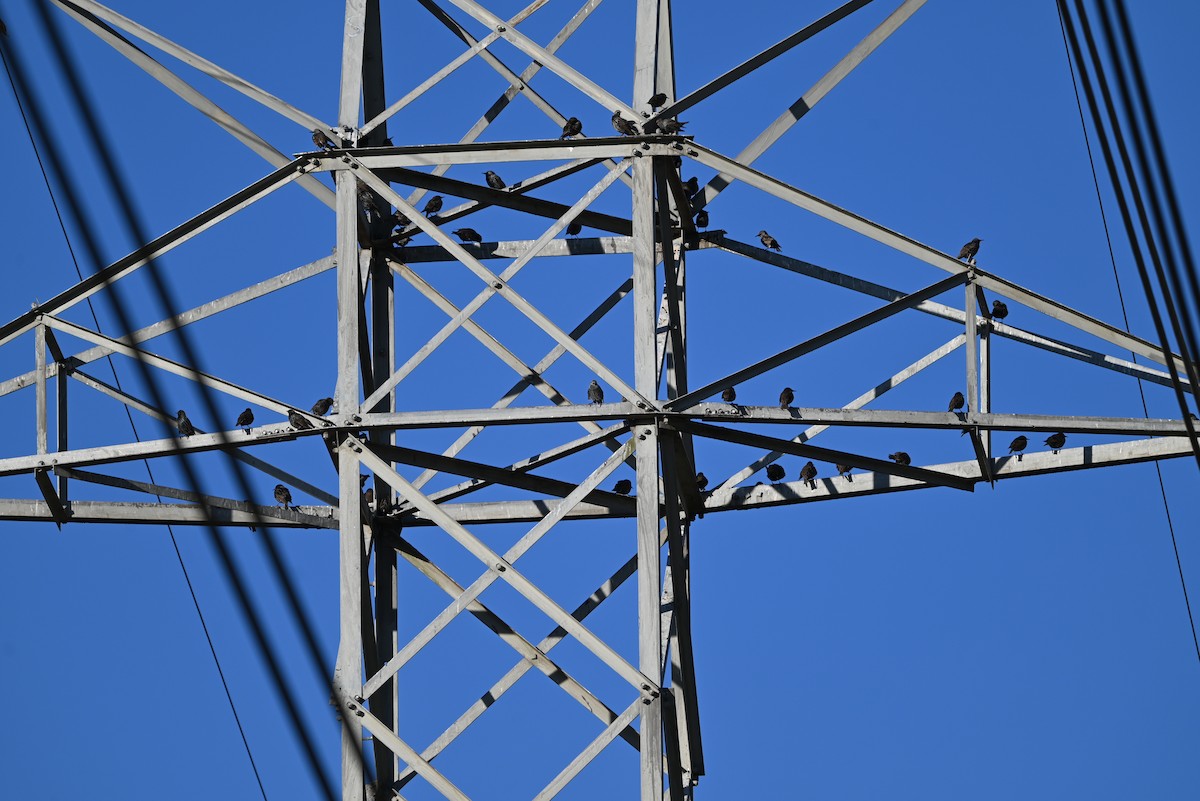 Estornino Pinto - ML646105353