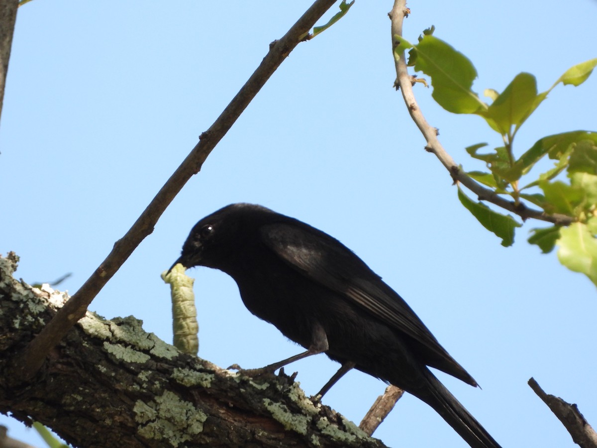 Papamoscas Sudafricano - ML646105354