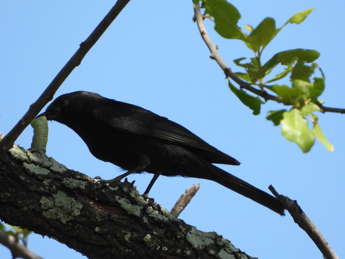 Papamoscas Sudafricano - ML646105355