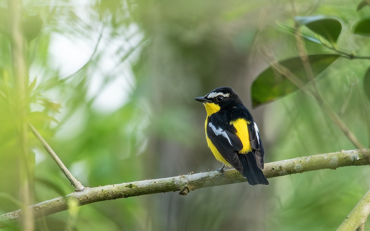 Papamoscas Culiamarillo - ML646105356