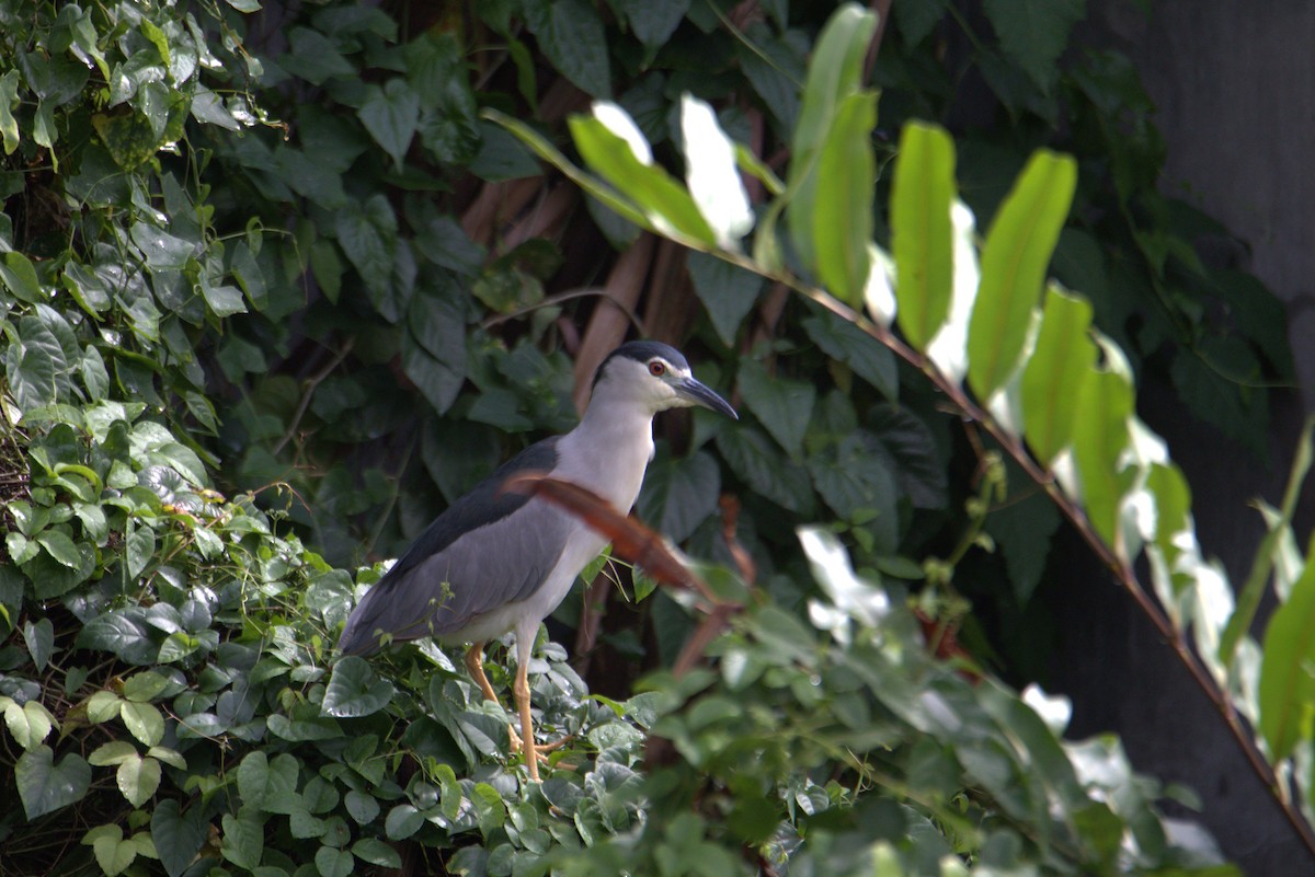 Martinete Común - ML646105358