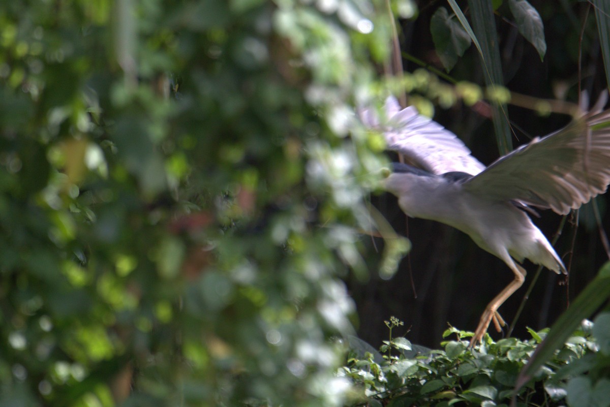 Martinete Común - ML646105359