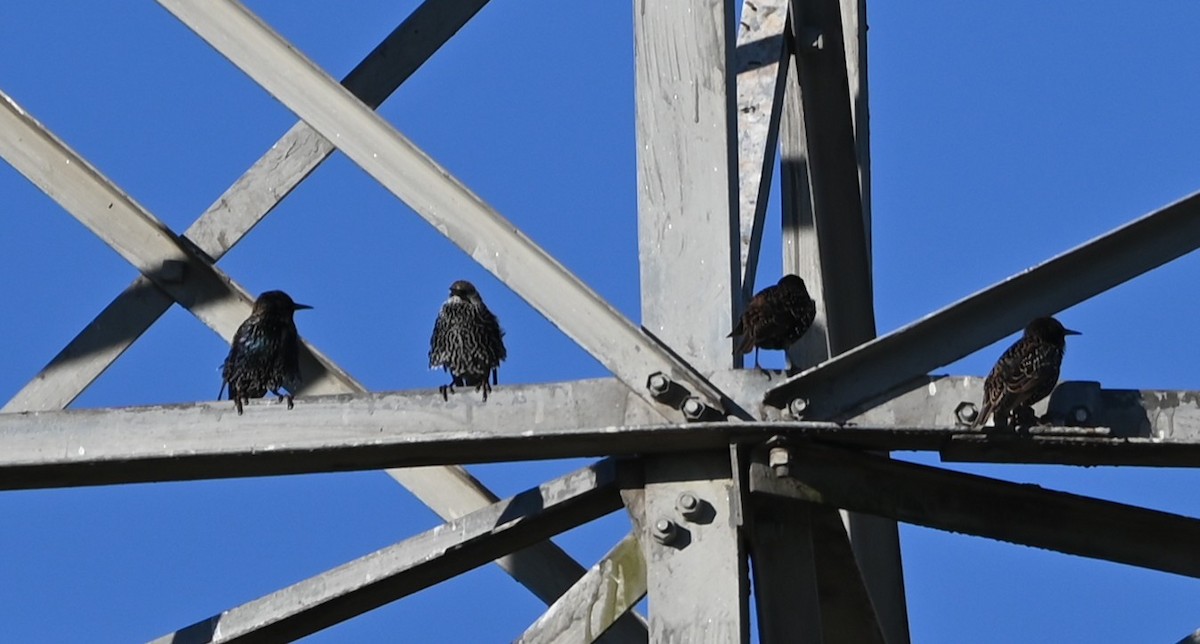 Estornino Pinto - ML646105360