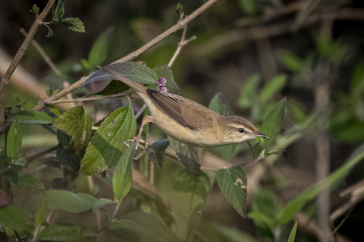 Carricero Agrícola - ML646105361