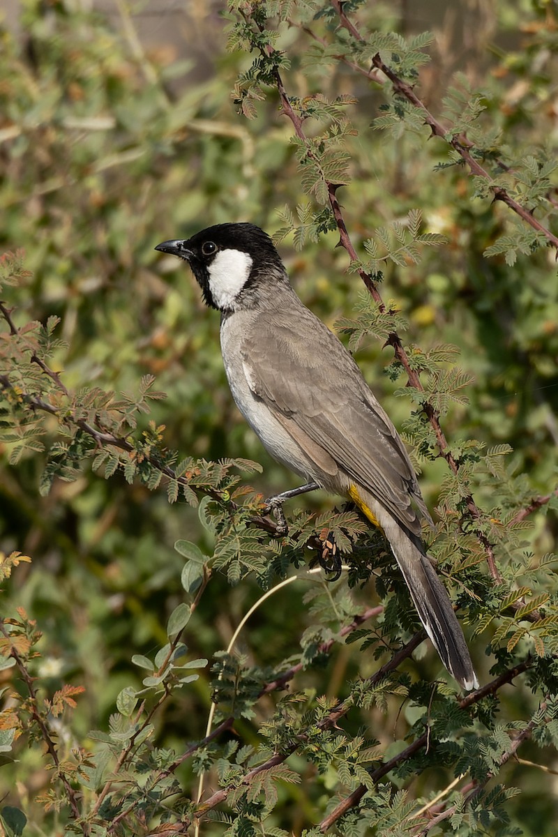 Bulbul Orejiblanco - ML646105362