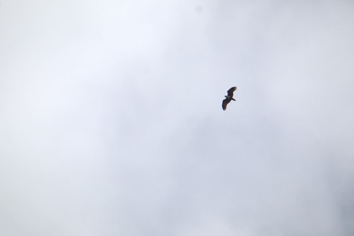 Milano Brahmán - ML646105363