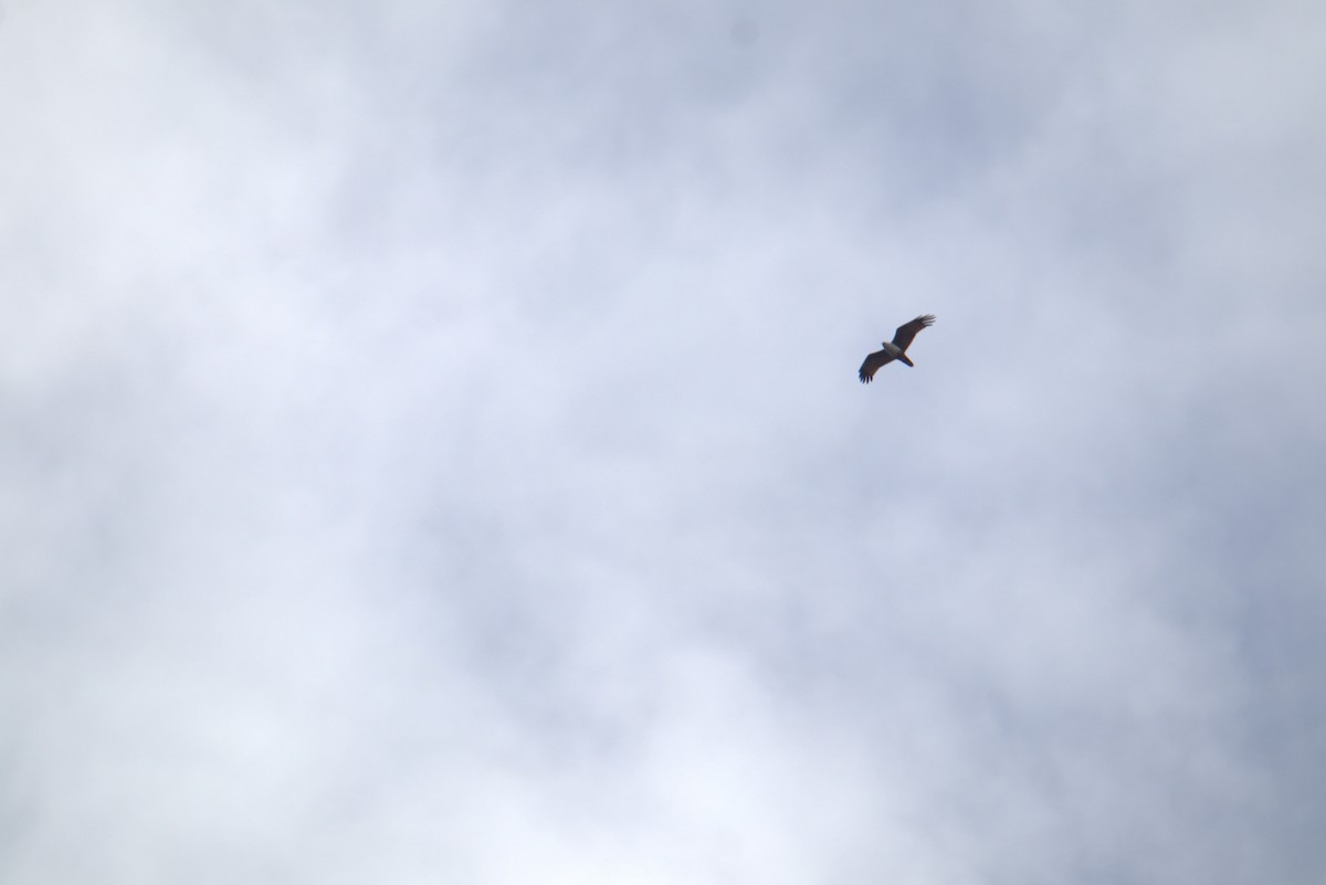 Milano Brahmán - ML646105364