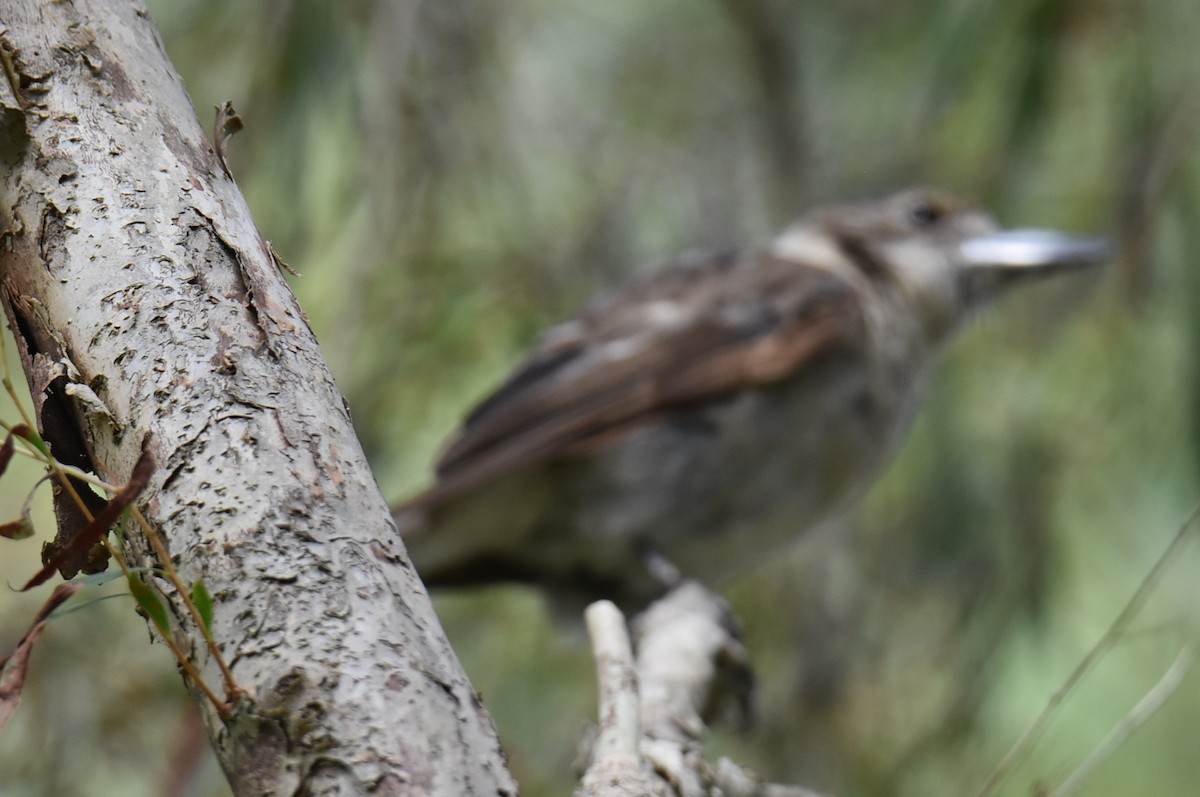 Verdugo Acollarado - ML646105365