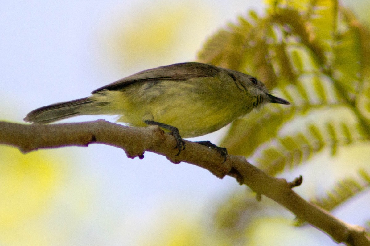 Gerigón Duende - ML646105366