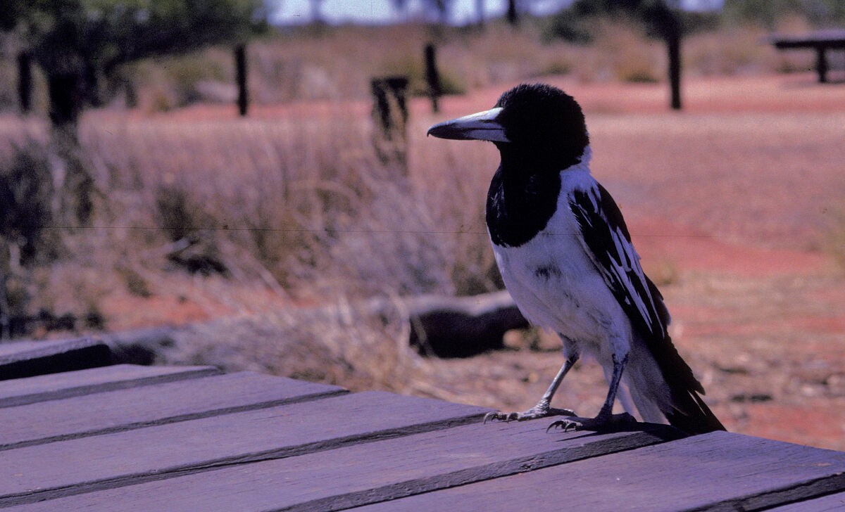 Verdugo Gorjinegro - ML646105367