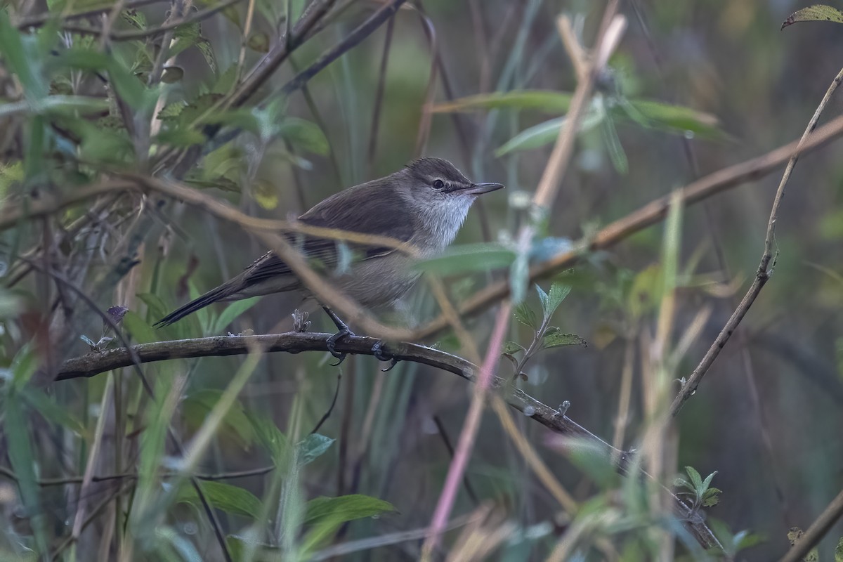 Carricero Estentóreo - ML646105369