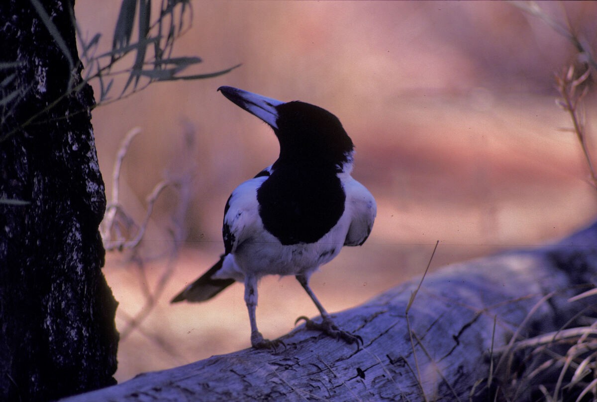 Verdugo Gorjinegro - ML646105371