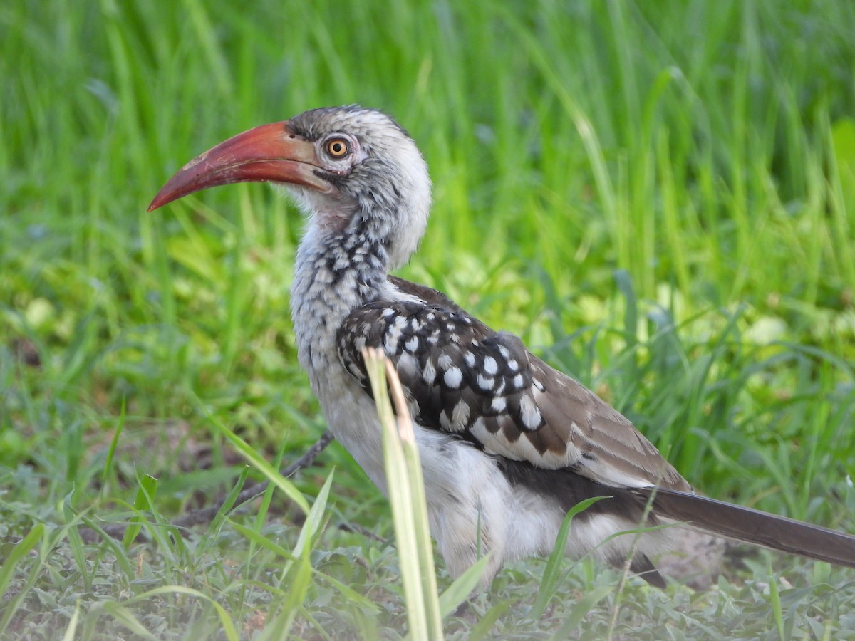 Toco Piquirrojo Sureño - ML646105373