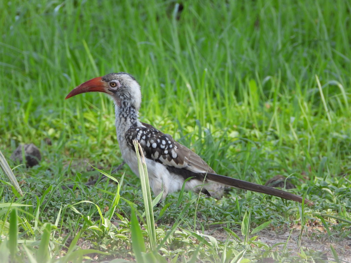 Toco Piquirrojo Sureño - ML646105374