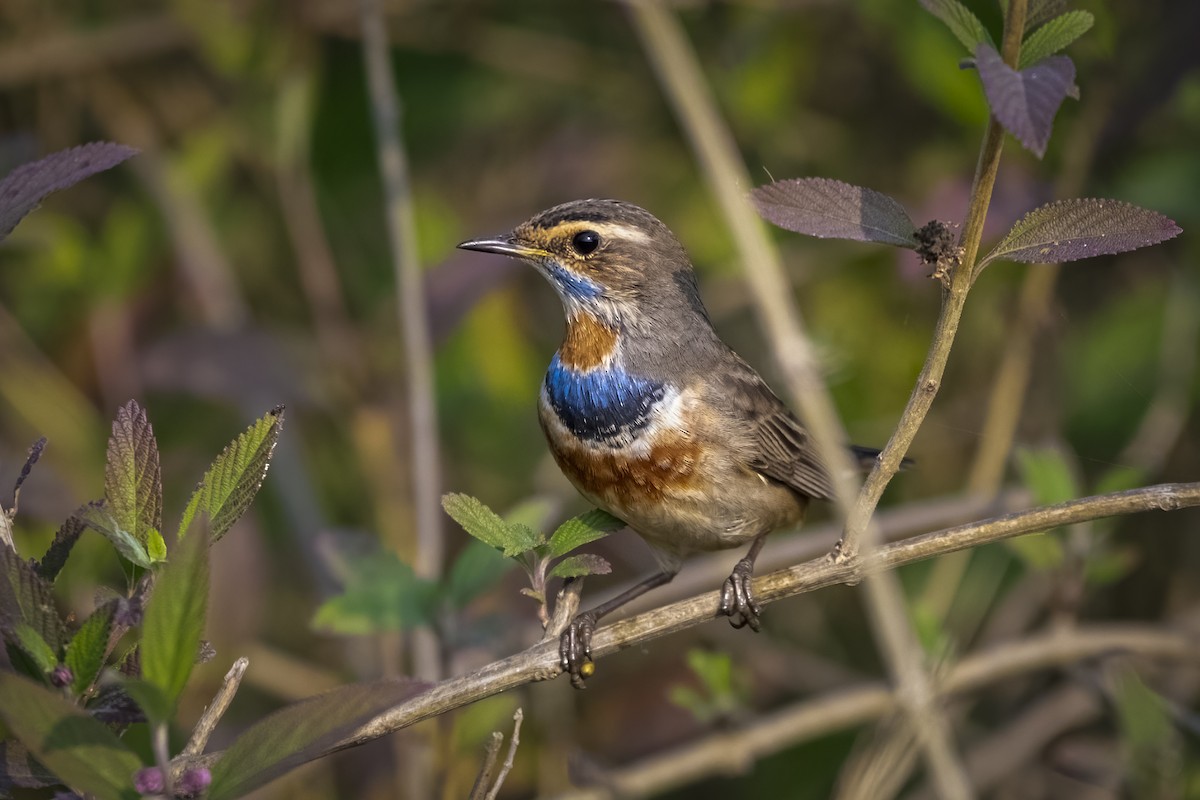 Ruiseñor Pechiazul - ML646105377