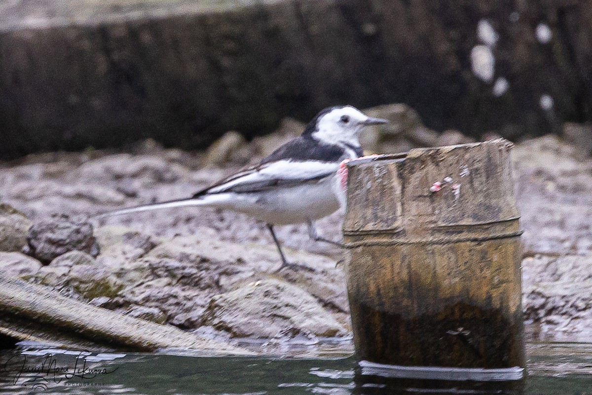 Lavandera Blanca - ML646105378