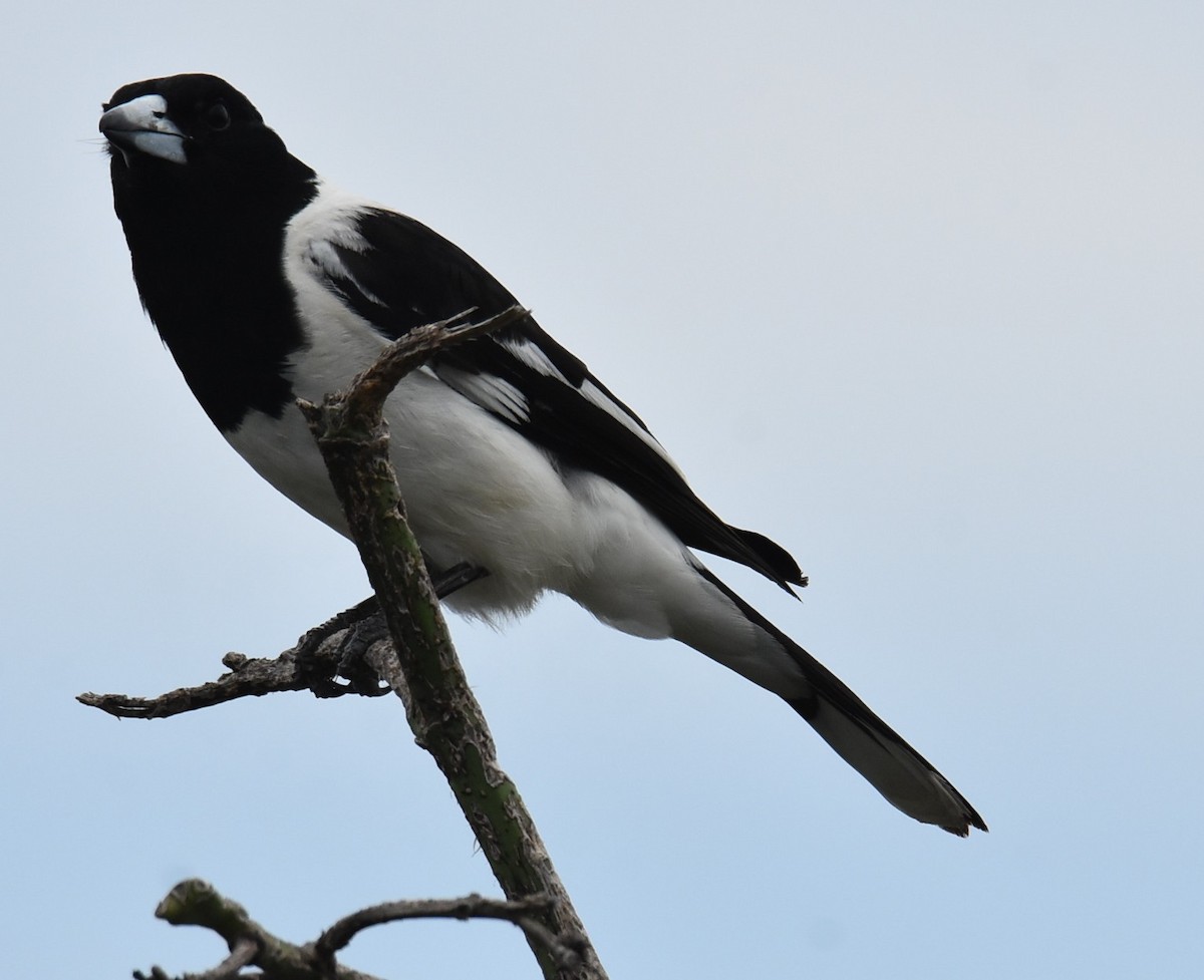 Verdugo Gorjinegro - ML646105379