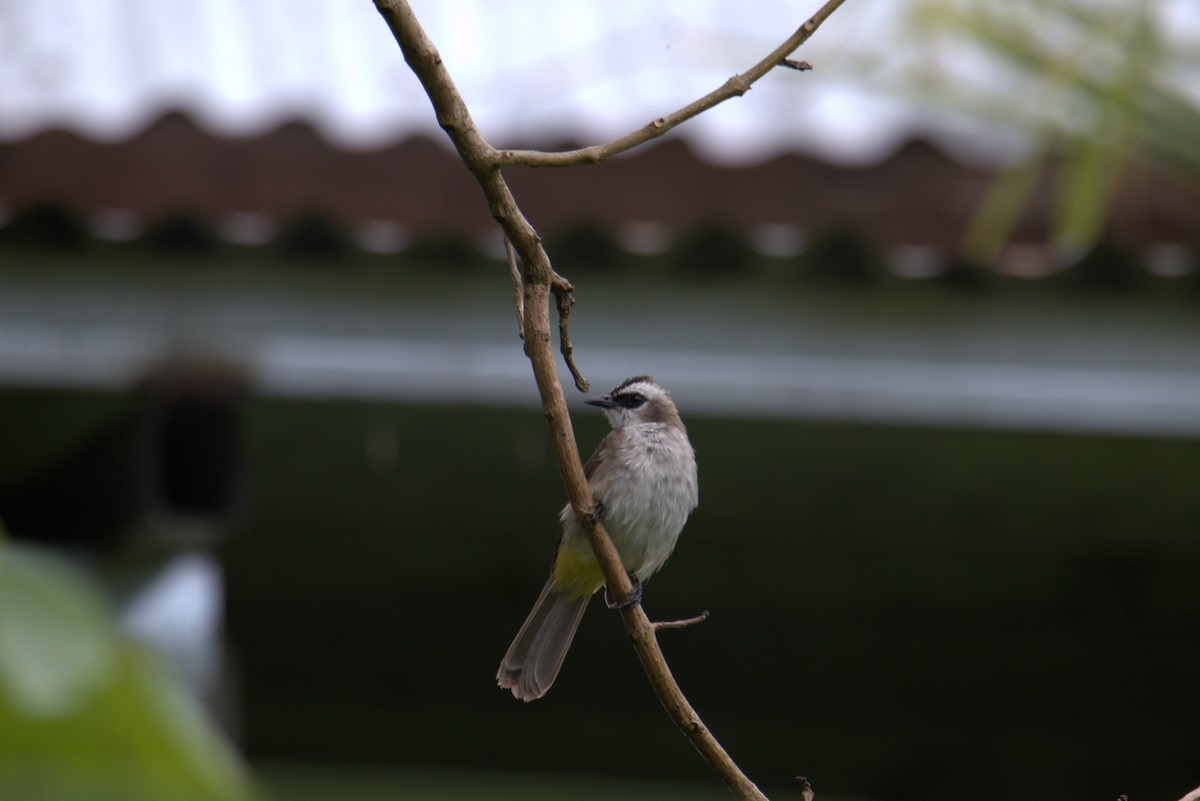 Yellow-vented Bulbul - ML646105387