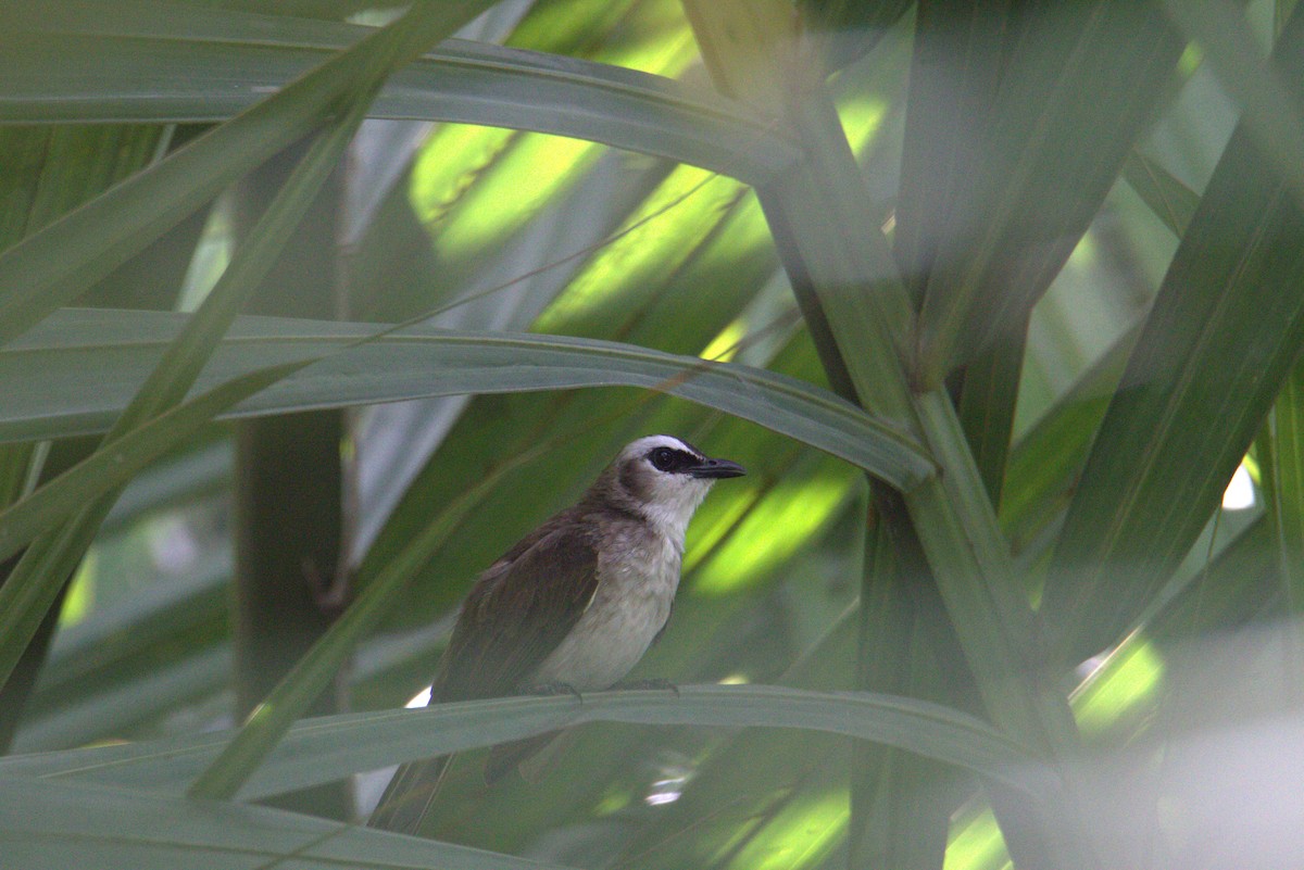 Yellow-vented Bulbul - ML646105388