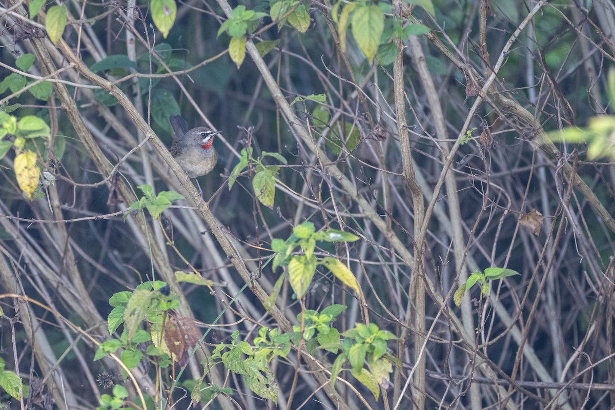 Siberian Rubythroat - ML646105389