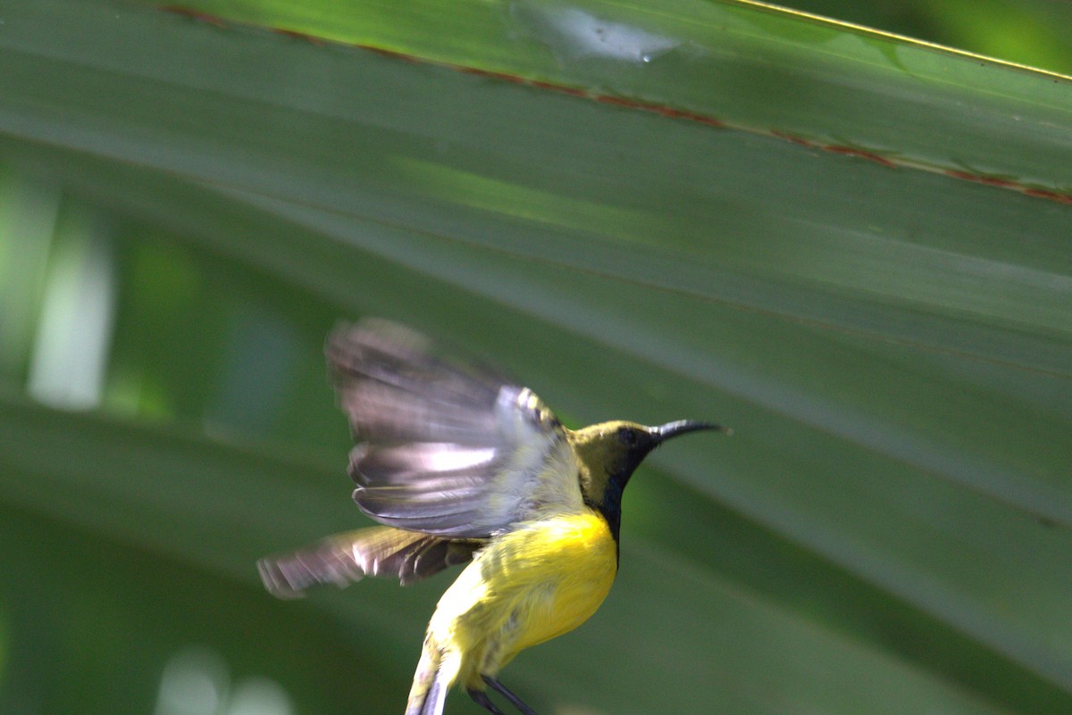 Garden Sunbird - ML646105390