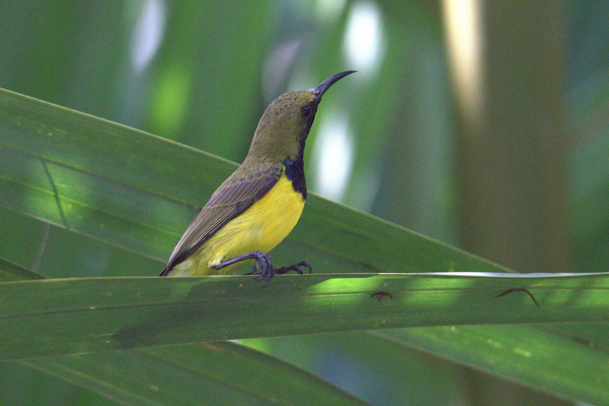 Garden Sunbird - ML646105392