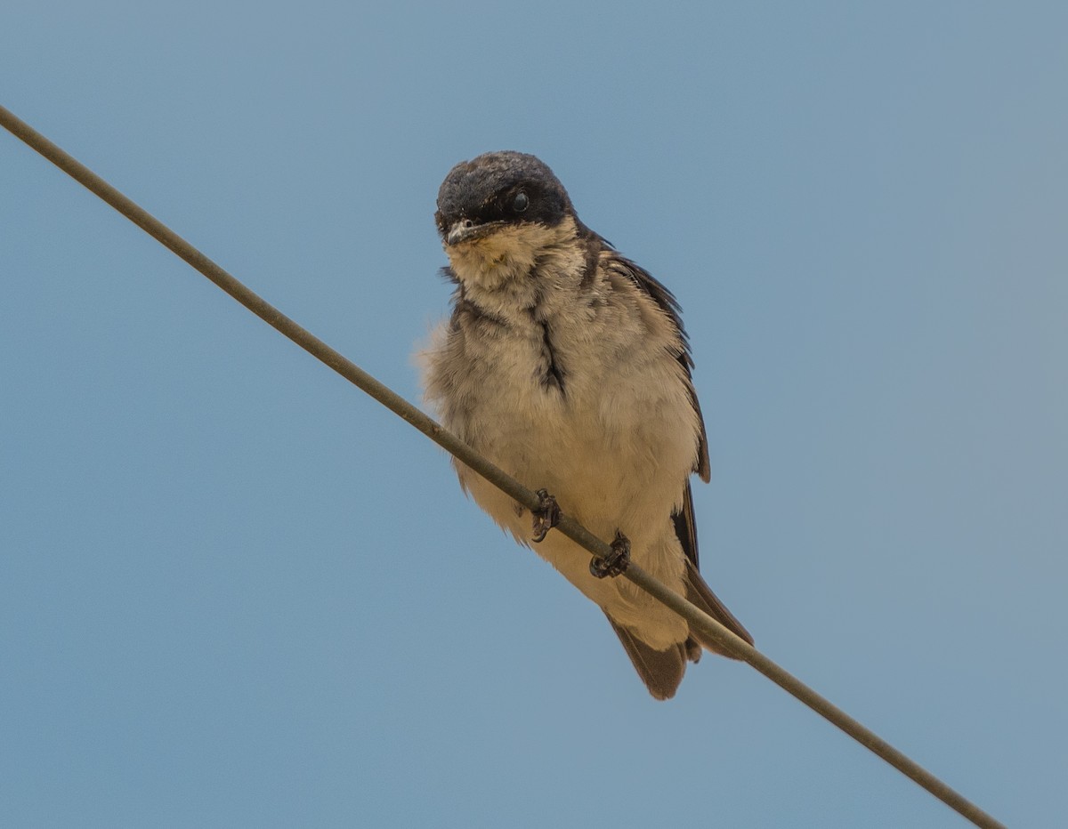 Chilean Swallow - ML646105393