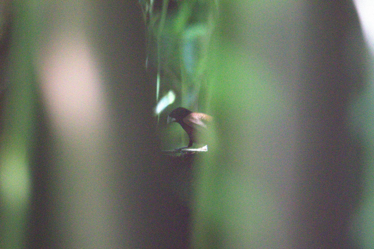 Chestnut Munia - ML646105421