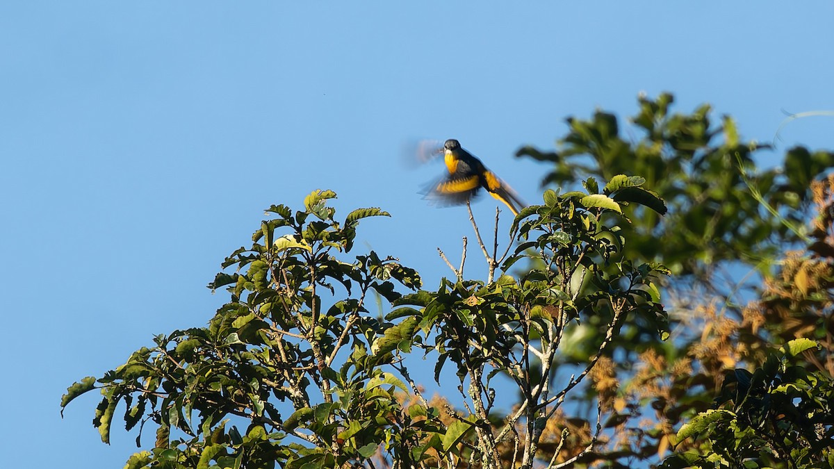 gråhakemønjefugl - ML646105422