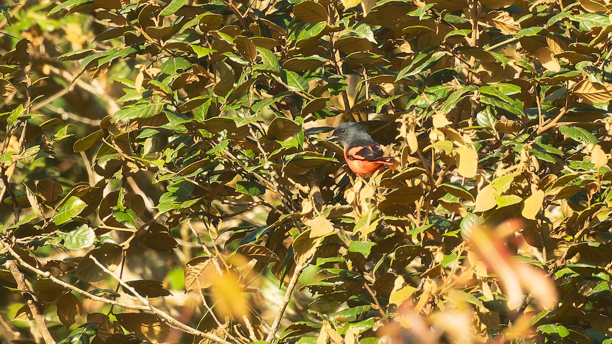 gråhakemønjefugl - ML646105423