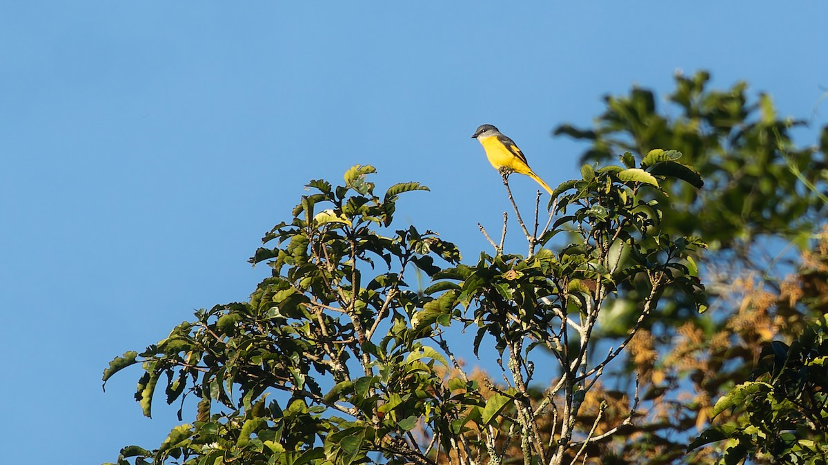 gråhakemønjefugl - ML646105424