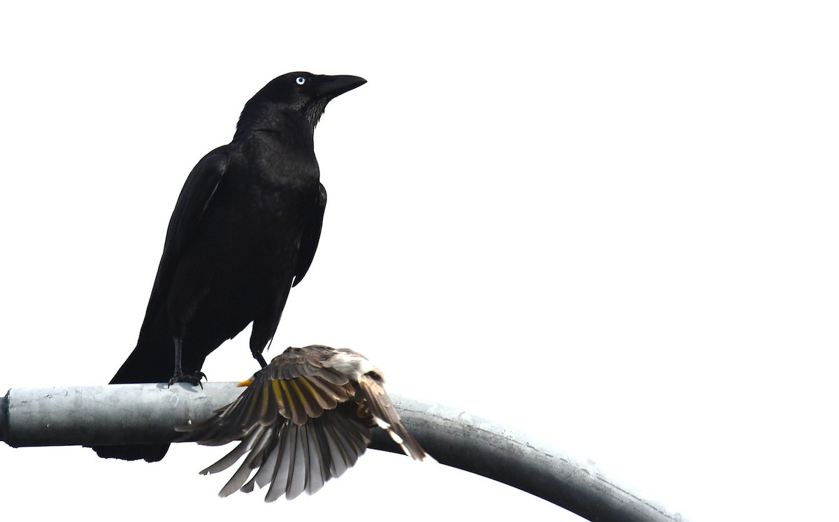 Torresian Crow - ML646105430