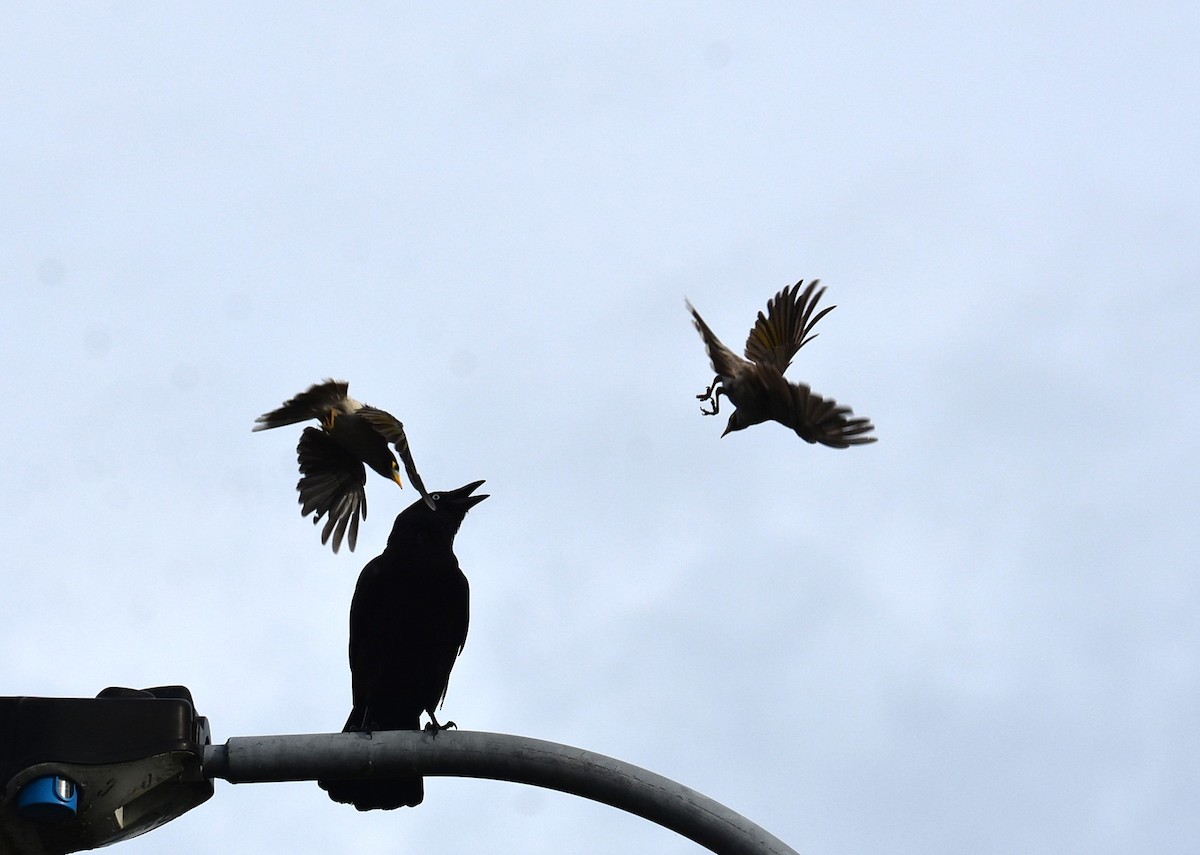 Torresian Crow - ML646105434